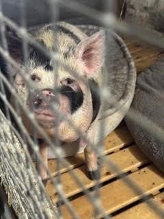 Downsizing Farm Sale - Buckhorn, ON – Buckhorn